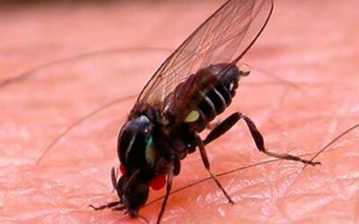 Alerta por la presencia de barigüíes: especialistas explican por qué proliferan y cómo prevenir picaduras