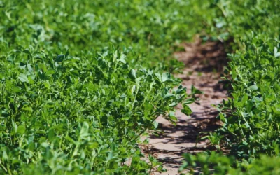 Alfalfa: nuevas variedades para distintos desafíos ganaderos