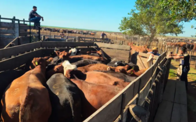 Secuestraron 1.060 vacunos en Córdoba por una presunta estafa ganadera