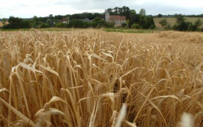Cerró la cosecha de cebada con un fuerte salto productivo