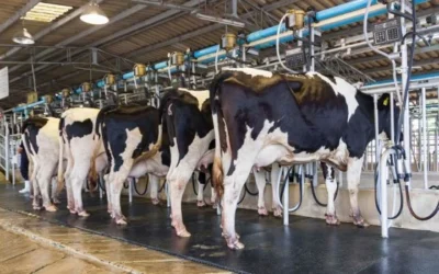 La producción de leche creció 9,7% en 2025