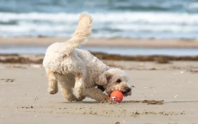 Vacaciones con tu perro: las mejores playas pet friendly de Argentina