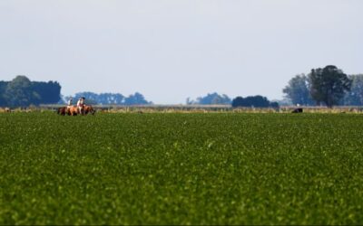 La provincia de Buenos Aires decidió congelar una cuota del Impuesto Inmobiliario Rural