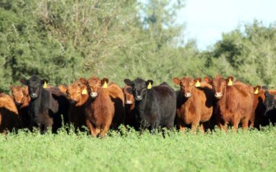 Boom de la ganadería: “Hoy vendiendo un vientre un productor puede comprar una hectárea ganadera”