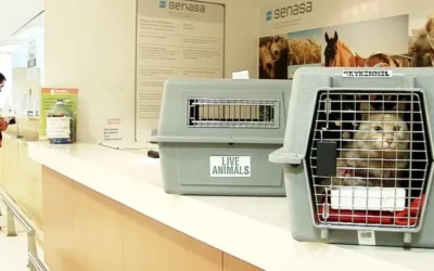 Requisitos del Senasa para viajar con animales de compañía
