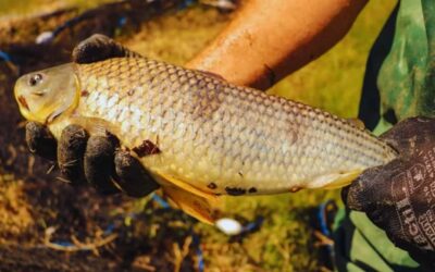 La boga se abre camino como opción estratégica para la acuicultura argentina