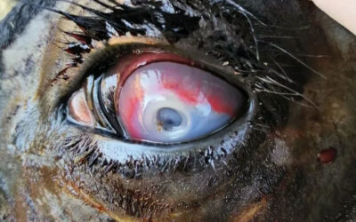 La queratoconjuntivitis vuelve con fuerza en el verano