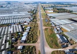 El Cinturón Verde de La Plata, clave para el abastecimiento de alimentos frescos: los datos que vuelven a marcar agenda