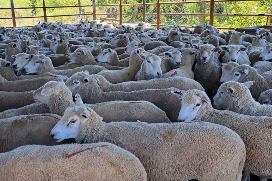 Tras 19 años: Entre Ríos reanudó la exportación de carne ovina a Medio Oriente