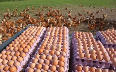 Informe Productivo 2025 Sector productor de Huevos y Ovoproductos