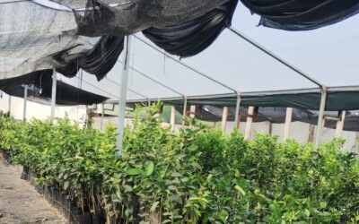 Actualización del marco integral del Renfo y simplificación de los trámites fitosanitarios