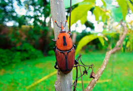 Se detectó presencia de picudo rojo de las palmeras en la Isla Martín García