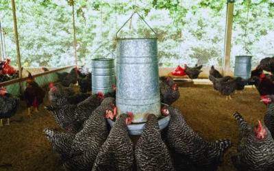 Aíslan una cepa estratégica para la producción avícola nacional