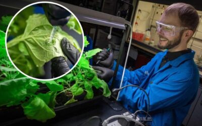 Nuevo spray antibacteriano para fortalecer a las plantas