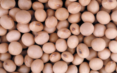 Argentina alcanzó en 2025 récord de exportaciones agroindustriales en toneladas