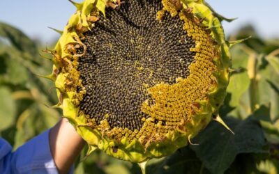 El complejo girasolero argentino consolida su crecimiento y gana protagonismo mundial