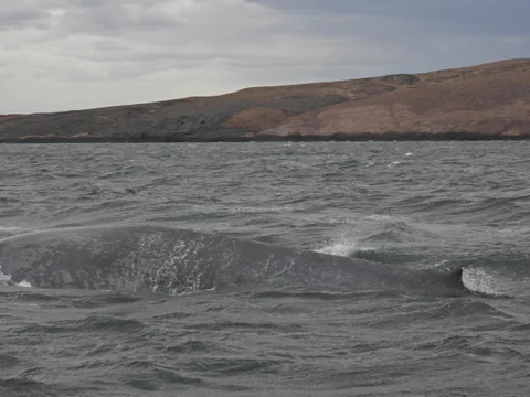 Por primera vez avistan una ballena azul en la costa de Chubut