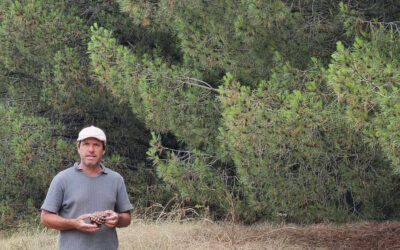 Del bosque costero a Europa: el emprendedor que exporta piñones desde Claromecó