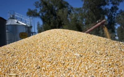 Enero récord para el agro: sube 82% la liquidación de divisas del complejo oleaginoso-cerealero
