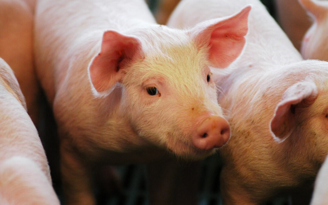 El sector porcino cerró el 2025 con récord de faena y consumo