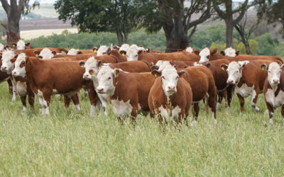 Mayor nutrición para una ganadería de alta producción