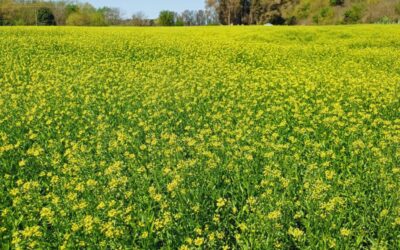 Chacraservicios vuelve a Expoagro para presentar las ventajas de la Camelina