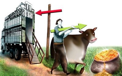 ¿Vender o engordar? Qué hacer con el ternero recriado