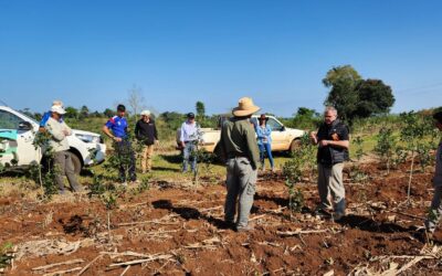 Vida Silvestre ya plantó más de 270 mil árboles nativos para restaurar 820 hectáreas de selva misionera junto a familias rurales