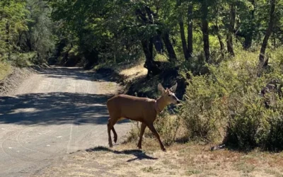 Después de casi 30 años, se registró un huemul en el Parque Nacional Lanín