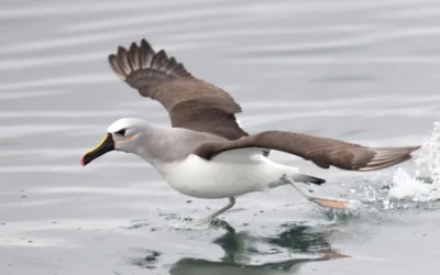 COP15: se debate en Brasil la protección de las especies migratorias