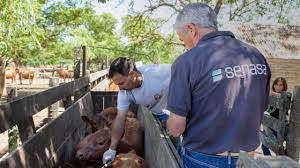 Aftosa: Argentina primer país latinoamericano con acceso al servicio de banco de cepas extra regionales