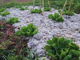 La lana de oveja, la aliada inesperada que revoluciona la agricultura frente a la sequía