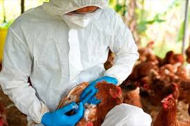 Influenza aviar: CAPIA alerta que el 95% de la producción avícola está en riesgo y reclama vacunar