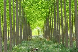 Celebramos el Día Internacional de los bosques, la esperanza de vida