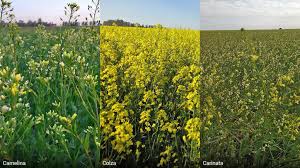 Carinata, camelina y colza: su rol en la intensificación de los sistemas agrícolas