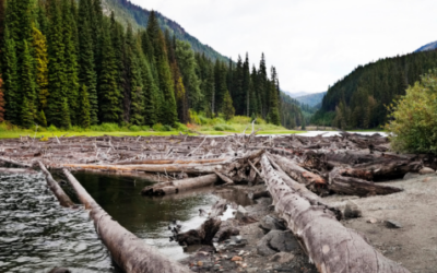 Durante años quitaron los troncos de los ríos y ahora EE.UU. los está devolviendo desde el aire