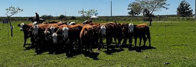 8 de abril: Jornada a Campo del IPCVA en Bordenave, Provincia de Buenos Aires
