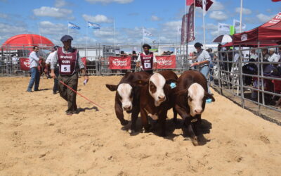 Con gran nivel en pista, se eligieron los mejores ejemplares Braford a corral