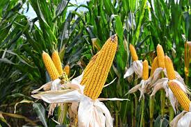 Maíz: suben los rindes y la producción crece, pero se agranda la brecha en la región núcleo