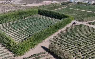 El arte del olivo en la Patagonia