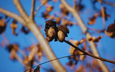 Nuez pecán, una economía regional que se expande y gana mercados