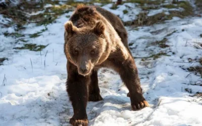 Los osos pardos “Gordo” y “Florencia” y la tigresa “Flora” del ex zoo de Luján llegaron a Bulgaria