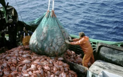 Argentina incluida en acuerdo de la OMC que limita subsidios a la pesca