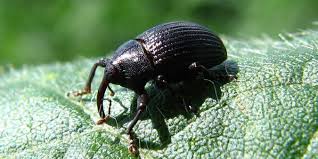 Expansión silenciosa del Picudo Negro: el desafío sanitario que avanza sobre la producción