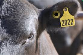 Trazabilidad ganadera: productores piden que la caravana electrónica no sea obligatoria