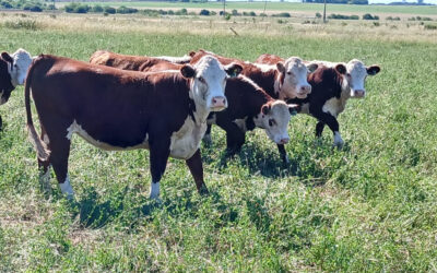 El nuevo horizonte del negocio ganadero: el auge de la recría y un cambio de paradigma en la oferta