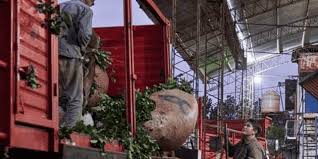 Histórico: La yerba mate misionera va a desembarcar en China y abre una nueva era para las exportaciones