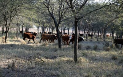 El algarrobo blanco como aliado estratégico para la ganadería chaqueña