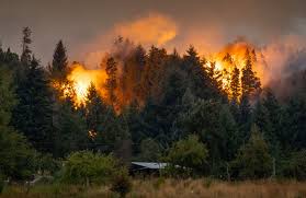 Comisión Técnica Forestal del CPIA (Consejo Profesional de Ingeniería Agronómica)