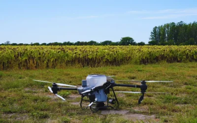 Con drones y algoritmos, reducen a más de la mitad el uso de nitrógeno